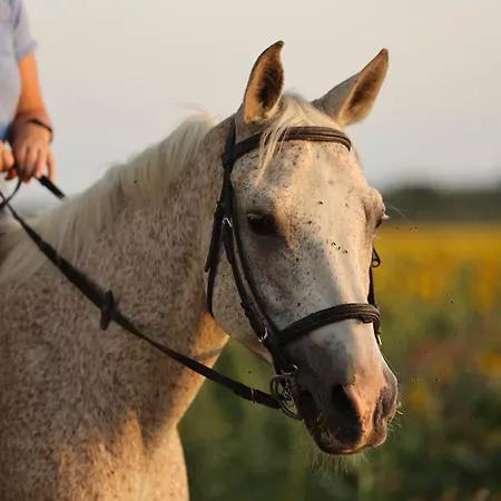 Apartment Cal Robusto, In Masia With Horses *