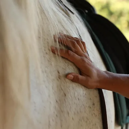 Cal Robusto, In Masia With Horses